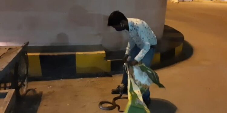 आइकोनिक गेट के पास दिखाई दिया कोबरा सांप, रेस्क्यू कर सुरक्षित स्थल पर छोड़ा
