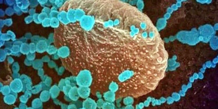 डेल्टा वेरिएंट अब तक दुनिया के 85 देशों में फैला : विश्व स्वास्थ्य संगठन