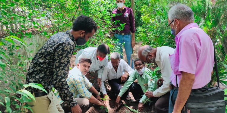 पर्यावरण दिवस के उपलक्ष में नाथद्वारा स्थित डाकघर में वृक्षारोपण