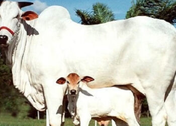 राजस्थान सरकार का नया कानून, शहरी क्षेत्रों में गायों को पालने के लिए लाइसेंस अनिवार्य