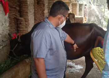 जिला कलक्टर सक्सेना ने किया लम्पी रोग को लेकर सुन्दरचा में निरीक्षण