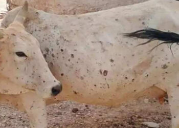 लंपी वायरस- जिले के पहले आइसोलेशन सेंटर पर मिल रहा निशुल्क इलाज