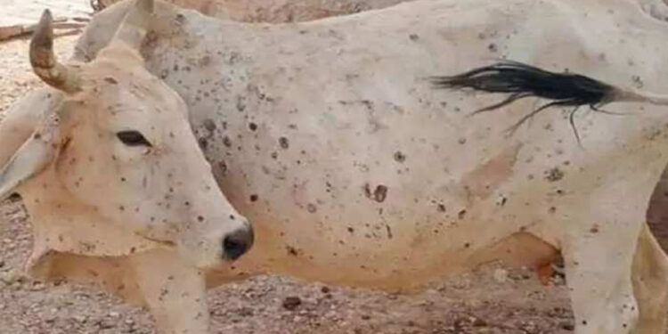 लंपी वायरस- जिले के पहले आइसोलेशन सेंटर पर मिल रहा निशुल्क इलाज