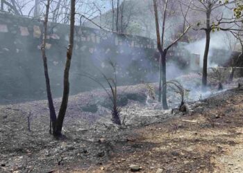 सज्जनगढ़ बायोलॉजिकल पार्क में लगी आग