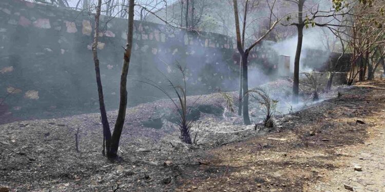 सज्जनगढ़ बायोलॉजिकल पार्क में लगी आग