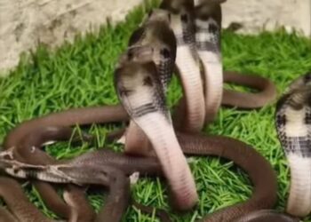 उदयपुर के होटल में मिला कोबरा सांप और उसके 18 बच्चे