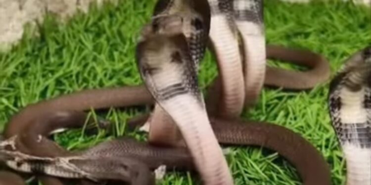 उदयपुर के होटल में मिला कोबरा सांप और उसके 18 बच्चे