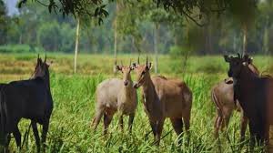 जंगली जानवरों व जलभराव से फसल नुकसान पर भी मिलेगा बीमा – किसानों की बड़ी जीत